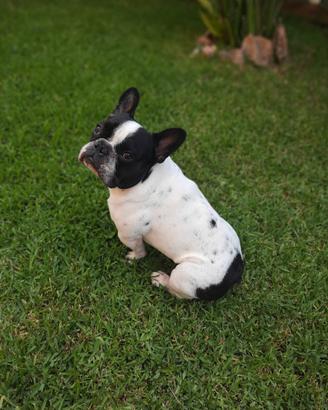 Bulldog francese