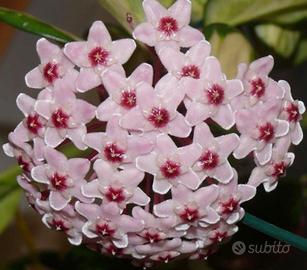 talee radicate di hoya carnosa (FIORE DI CERA)