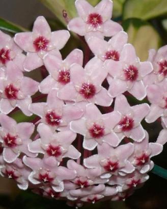 talee radicate di hoya carnosa (FIORE DI CERA)