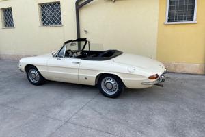 Spider 1300 junior (OSSO DI SEPPIA)