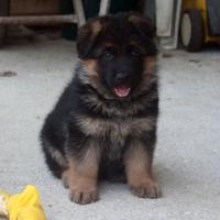 Cuccioli pastore tedesco