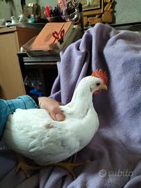 Pollastrino livornese bianco