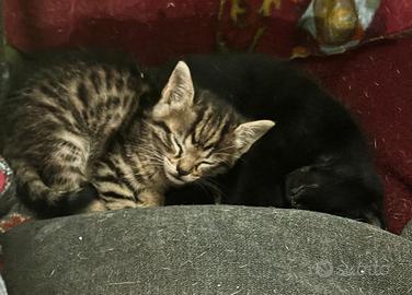 Gattini dolcissimi