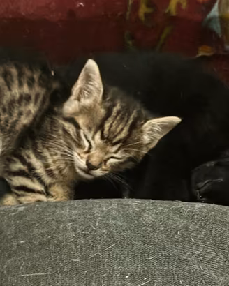 Gattini dolcissimi