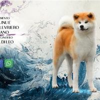 Cuccioli di akita inu con pedigree