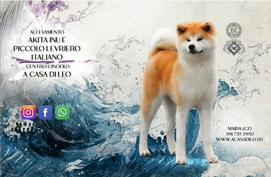 Cuccioli di akita inu con pedigree
