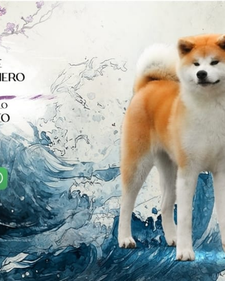 Cuccioli di akita inu con pedigree