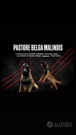 Pastore Belga Malinois