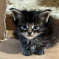 Maine coon 8 cuccioli vari colori