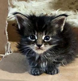 Maine coon 8 cuccioli vari colori