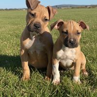 Amstaff