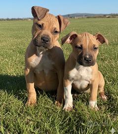 Amstaff