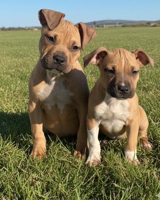Amstaff