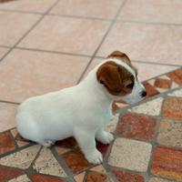 Jack Russell con pedigree ENCI