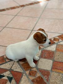 Jack Russell con pedigree ENCI
