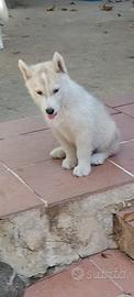 Ultimo cucciolo siberian huscky