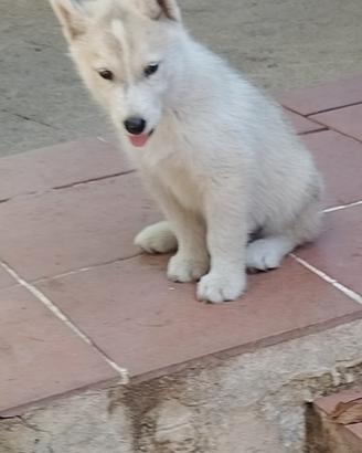 Ultimo cucciolo siberian huscky