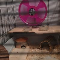 appartamento  per criceti