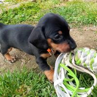 Cuccioli di bassotto