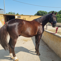 Cavallo castrone