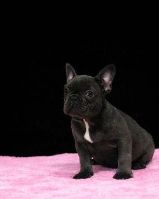 Bouledogue francese