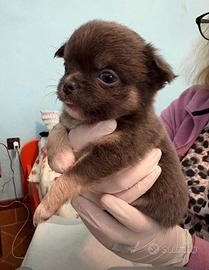 Chihuahua linea RUSSA