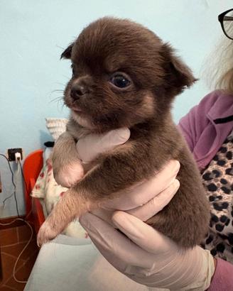 Chihuahua linea RUSSA