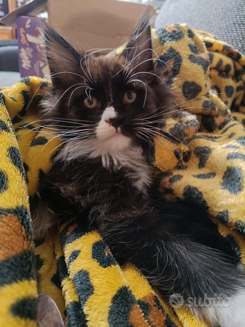 cucciolo di Maine Coon - Animali In vendita a Trento