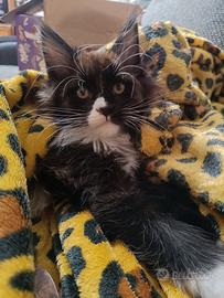 cucciolo di Maine Coon 