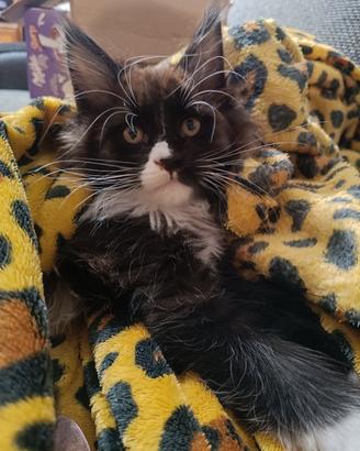 cucciolo di Maine Coon 