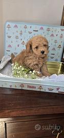 Cuccioli barboncino
