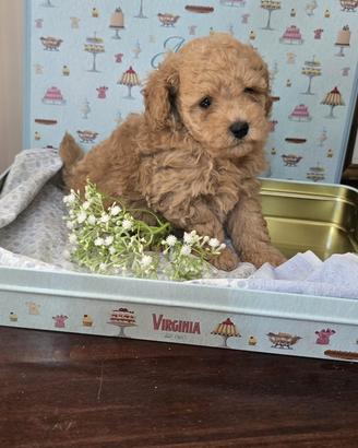 Cuccioli barboncino