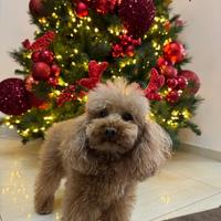 Barboncino mini per monta