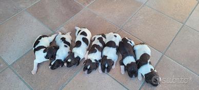 Springer spaniel inglese