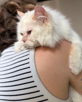 Splendida Ragdoll