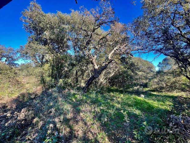 Splendido terreno agricolo con sughereti