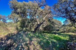 Splendido terreno agricolo con sughereti