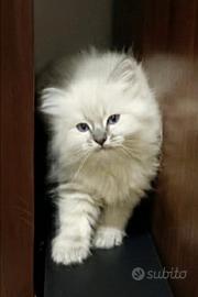 Ragdoll femmine