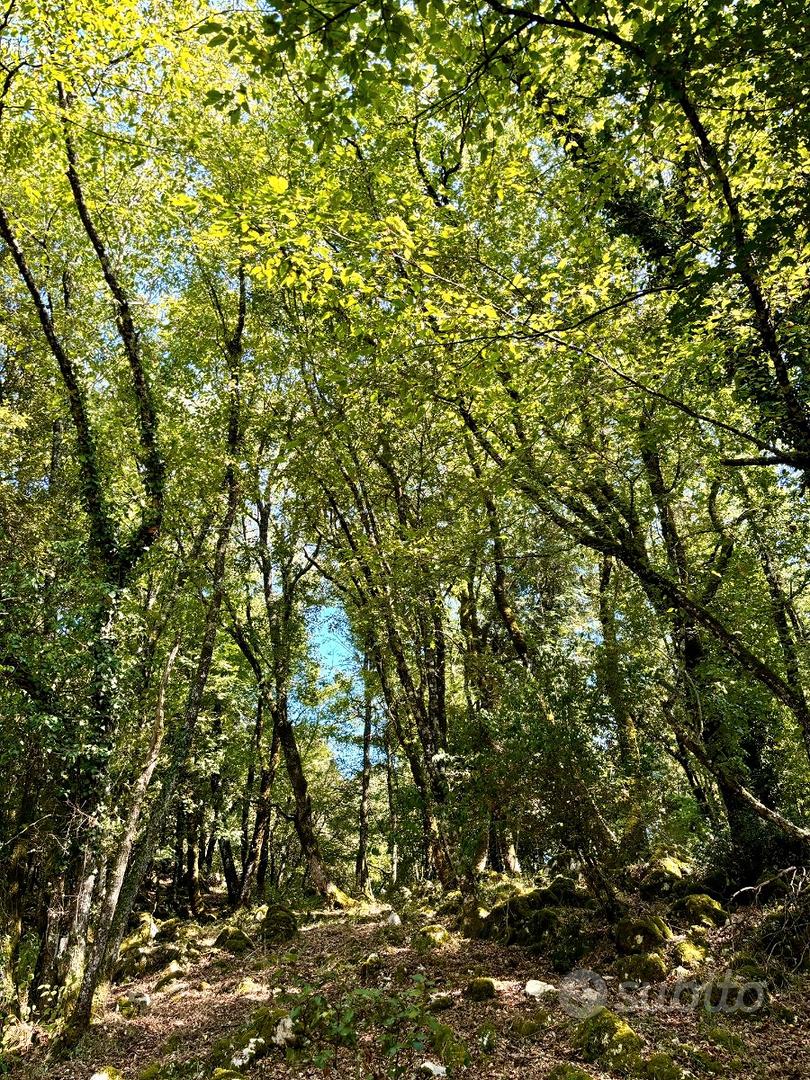 Terreno e Legna a Villa Santo Stefano (FR) - View 5