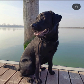 Fidanzatina per relazione duratura