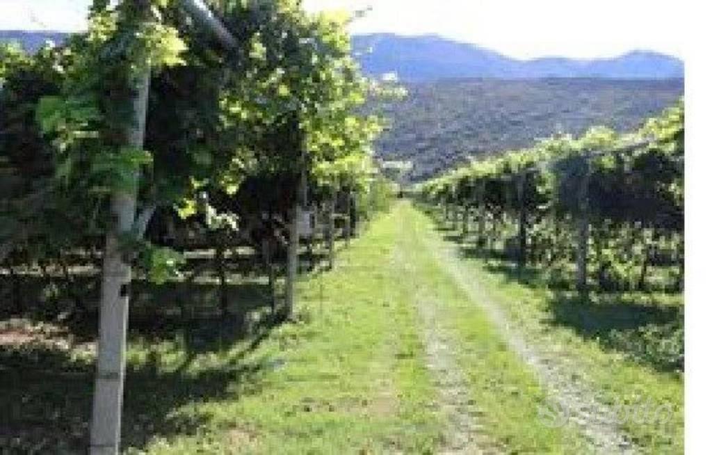 Immobile in asta di 2417 m² a Madruzzo - Vista 5