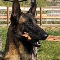 Pastore Belga Malinois per monta accoppiamento