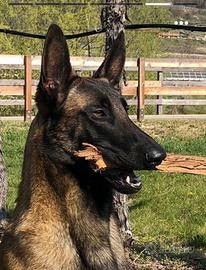 Pastore Belga Malinois per monta accoppiamento