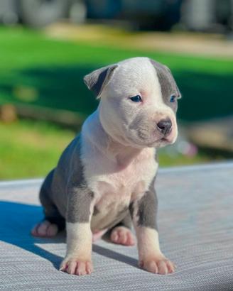 Amstaff blu pedigree enci