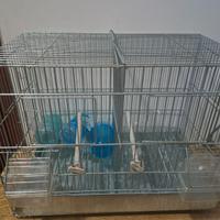 Gabbia cova con divisore+RE GALO 3 BEVERINI