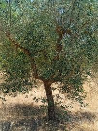 alberi di ulivo