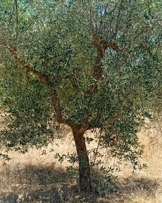 alberi di ulivo