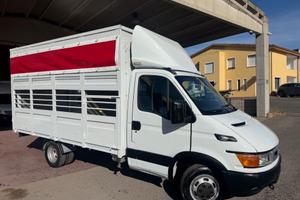 Iveco Daily 35c13 2.8 130cv trasporto animali vivi