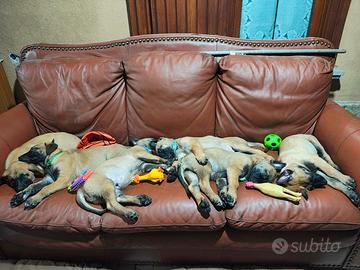 Ultimi 2 cuccioli maschi Malinois