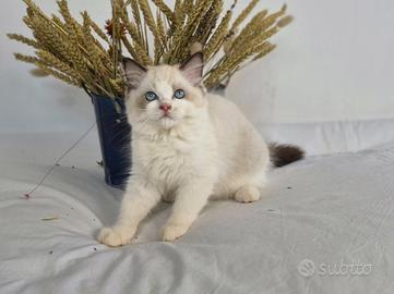 Cucciolata Ragdoll con pedigree -- Healingragdoll